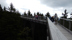 Sprehodili-smo-se-nad-krosnjami